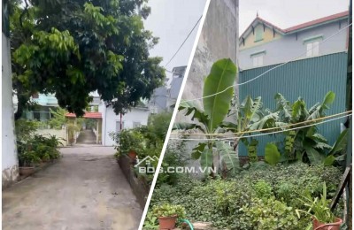 MUA ĐẤT TẶNG CHUỐI - ĐÊ LONG BIÊN